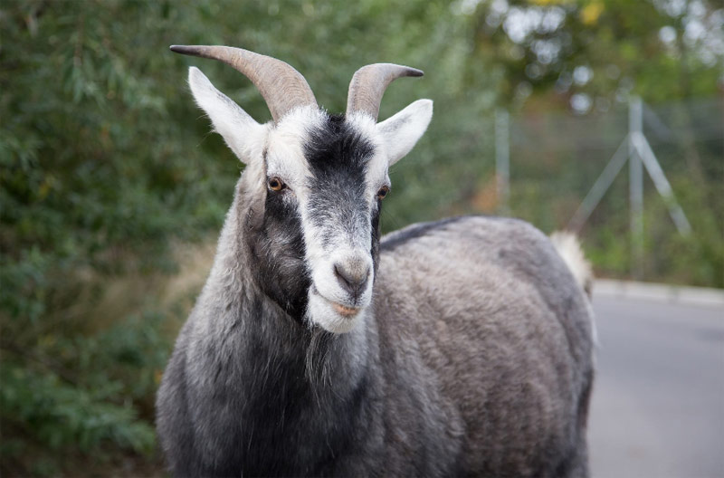Kaschmirziege Zoo Zürich Selfantion Presseanlass