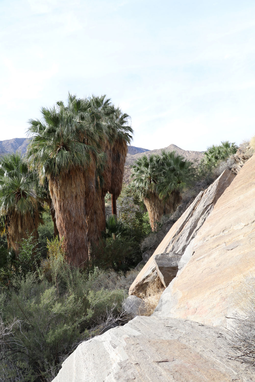 Die Indian Canyons ausserhalb von Palm Springs sind ein tolles Ausflugsziel.
