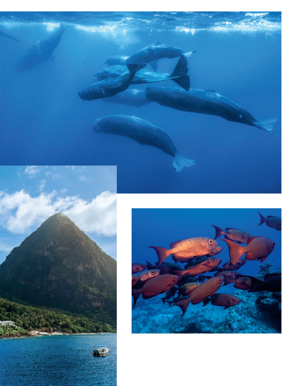 mit dem Kauf der limitierten Blue Heart Limited-Edition Crème de la Mer tust Du nicht nur Deiner Haut etwas gutes, sondern - yay – unterstützst auch grad noch verschiedene Umweltprojekte zum Schutz der Weltmeere.