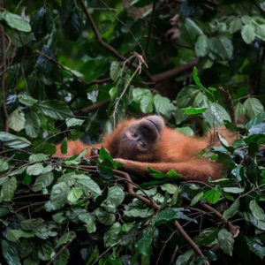Lush engagiert sich zum zweiten Mal mit #SOSsumatra für den Erhalt von Orang Utans.