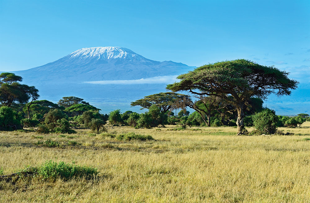 Teebaumöl ist ein beliebter Wirkstoff in der Kosmetik. Aus gutem Grund, wie sonrisa weiss, wo Du alle Fakten zu diesem pflanzlichen Schönmacher findest.