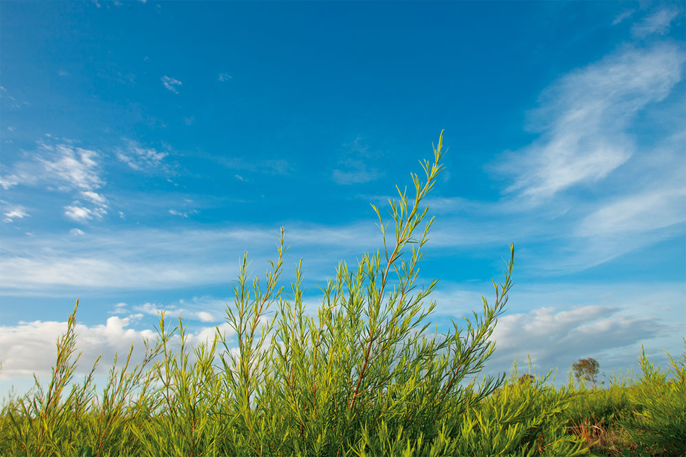 Teebaumöl ist ein beliebter Wirkstoff in der Kosmetik. Aus gutem Grund, wie sonrisa weiss, wo Du alle Fakten zu diesem pflanzlichen Schönmacher findest.