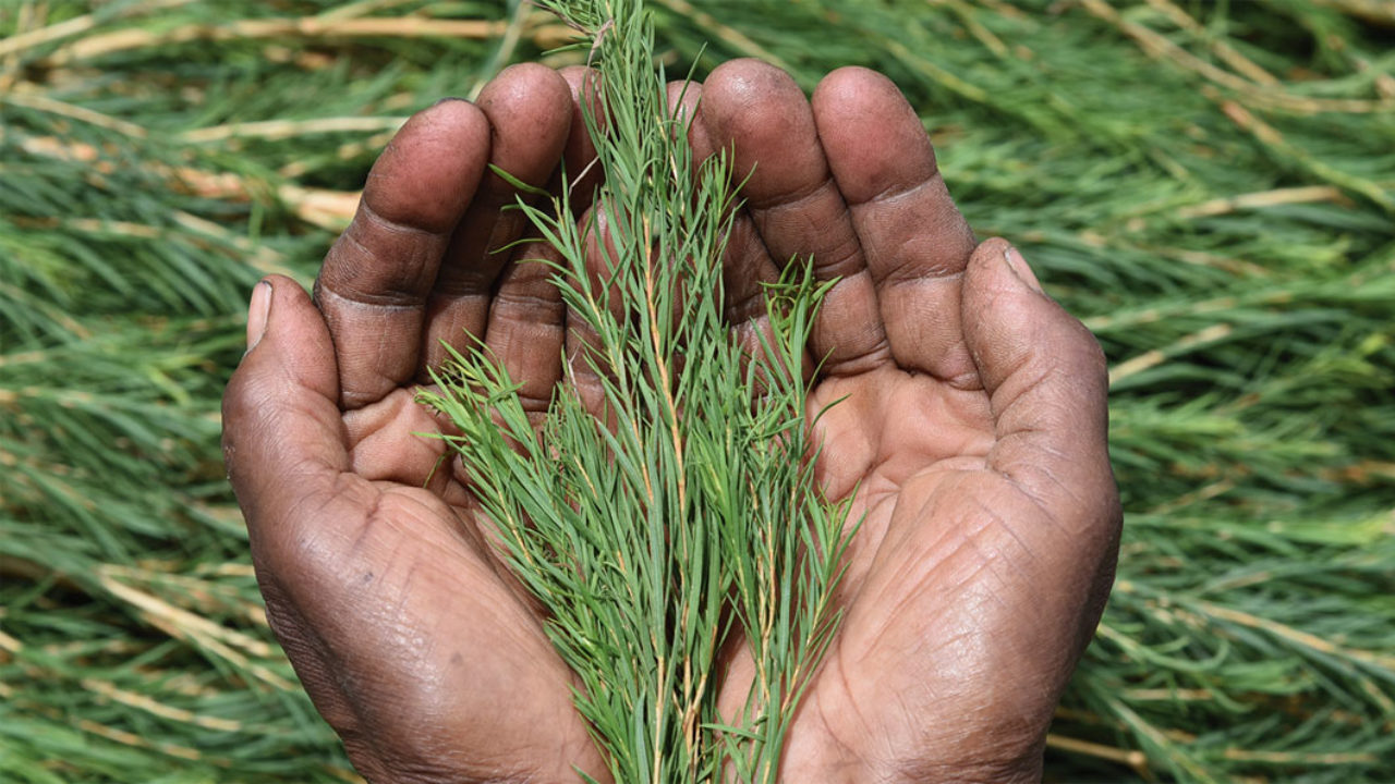 Teebaumöl ist ein beliebter Wirkstoff in der Kosmetik. Aus gutem Grund, wie sonrisa weiss, wo Du alle Fakten zu diesem pflanzlichen Schönmacher findest.