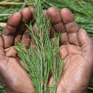 Teebaumöl ist ein beliebter Wirkstoff in der Kosmetik. Aus gutem Grund, wie sonrisa weiss, wo Du alle Fakten zu diesem pflanzlichen Schönmacher findest.