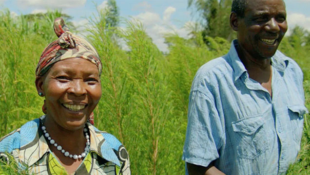 Teebaumöl ist ein beliebter Wirkstoff in der Kosmetik. Aus gutem Grund, wie sonrisa weiss, wo Du alle Fakten zu diesem pflanzlichen Schönmacher findest.