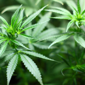 Die neuen Rodial CBD Sleep Drops mit aus Cannabis gewonnenem Cannabidiol sorgen für ein schön entspanntes Hautbild: Ganz legal und ohne Nebenwirkungen.
