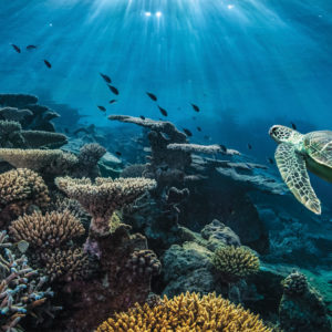 Zum Schutz der Weltmeere lanciert La Mer auf Social Media eine digitale Kampagne.