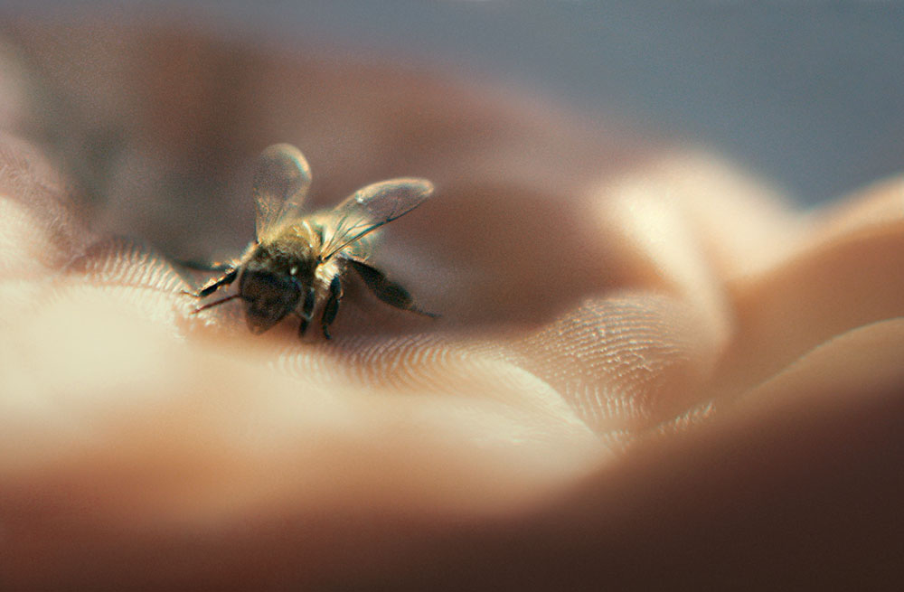 Seit 1853 die Biene wurde zum Symbol für Guerlain wurde, schmückt sie nicht nur die kultigen Flakons, sondern inspiriert die Nachfahren des Firmenbegründers auch immer wieder zu neuen Hautpflege-Kreationen – und vielen Projekten zum Schutz von Bienen.