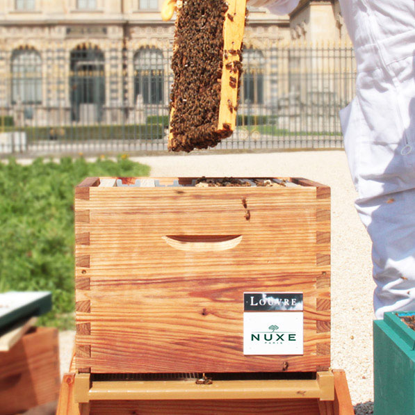 Zum Weltbienentag stellt sonrisa verschiedenen Brands vor, die sich für den Bienenschutz einsetzen. 