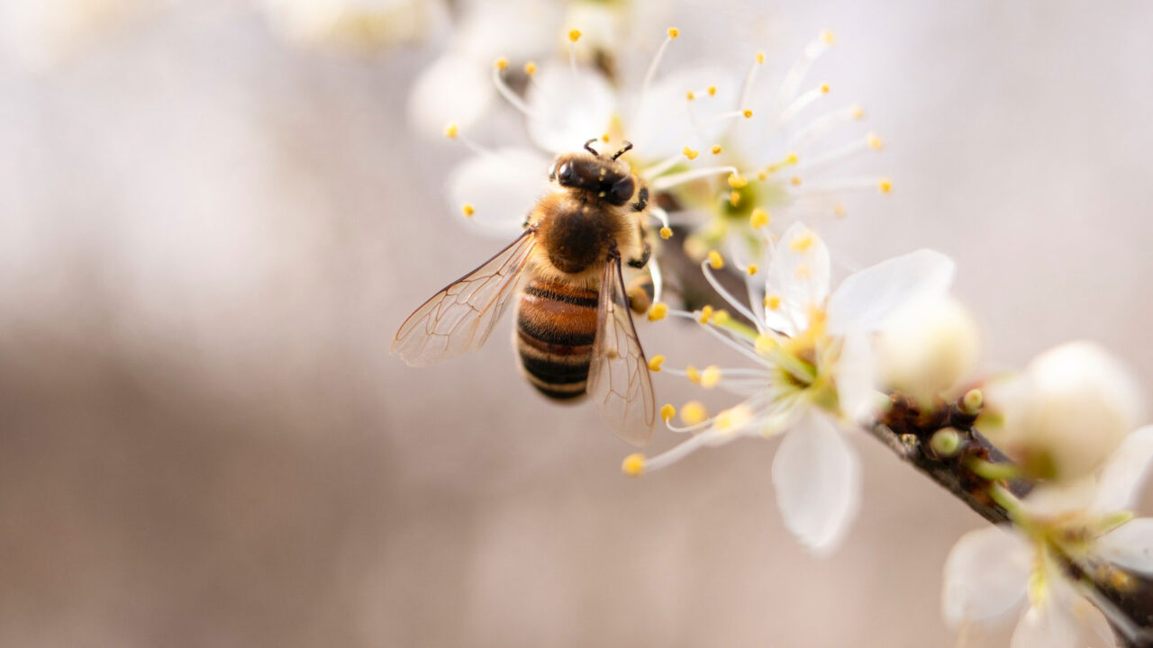 Zum Weltbienentag stellt sonrisa verschiedenen Brands vor, die sich für den Bienenschutz einsetzen.