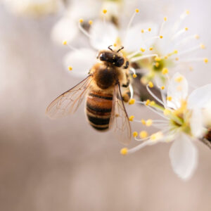 Zum Weltbienentag stellt sonrisa verschiedenen Brands vor, die sich für den Bienenschutz einsetzen.