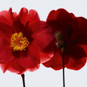 Im zweiten Teil der Serie über N° 1 de Chanel gibt es alle Informationen zur roten Kamelie, welche das Herzstück der Linie bildet.