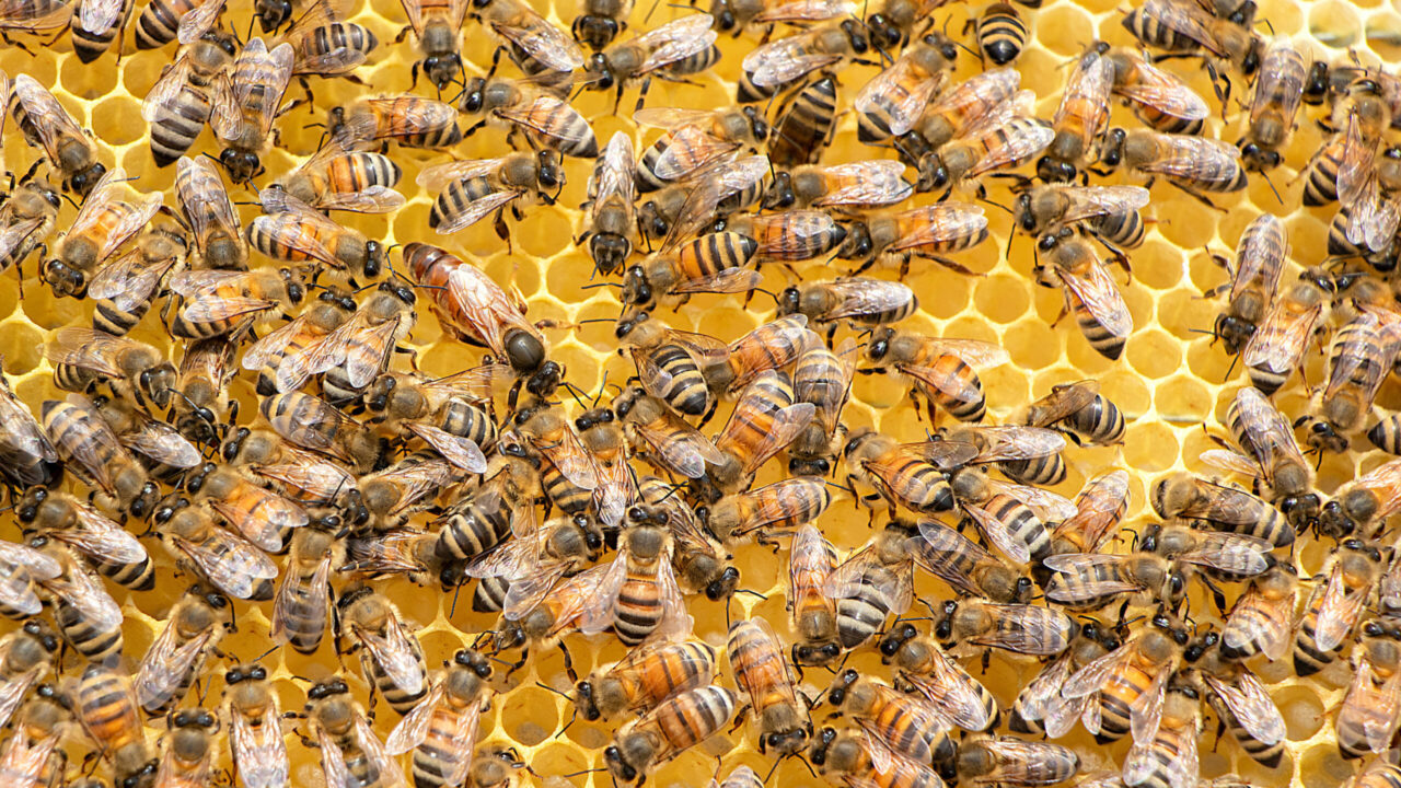 Anlässlich des Weltbienentags gibt es auf sonrisa einfache Tipps zum Schutz der Bienen (Beauty-Shopping zB).