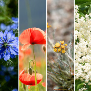 Schnell und effizient: In der Rubrik Beauty-Quickie stellt sonrisa praktische Kosmetikartikel vor, mit denen sich wertvolle Zeit und Platz sparne lässt wie etwa das Seeds of Glow von Zizania.