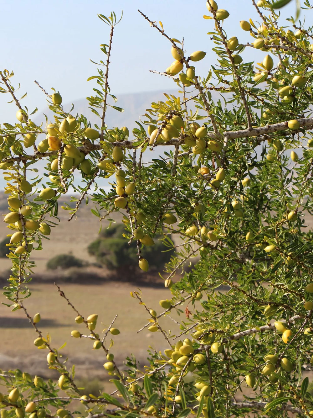 Seit zehn Jahren steht Be Pure für hochwertige Naturkosmetik mit Wirkung. Jetzt feiert das Schweizer Label Jubiläum und verlost ein luxuriöses Selfcare-Set